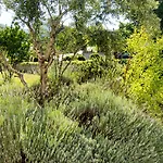 Lavanda *