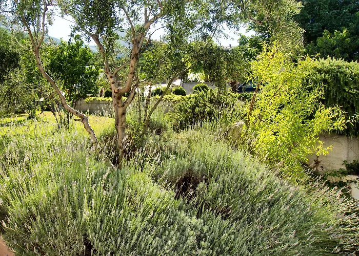 Lavanda *